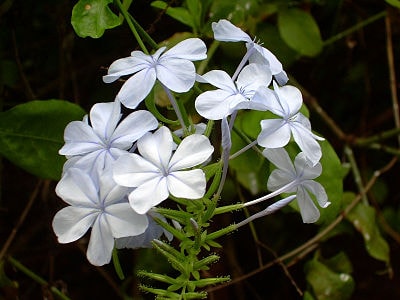 Plumbago auriculata