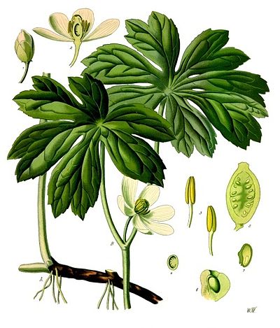 Podophyllum peltatum