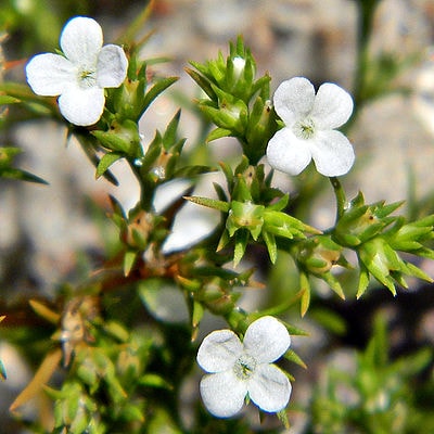 Polypremum procumbens