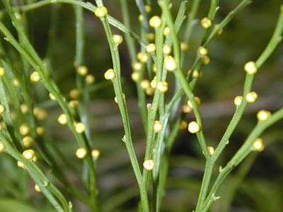 Psilotum nudum