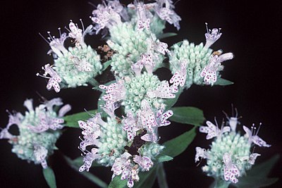 Pycnanthemum tenuifolium