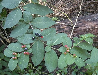 Rauvolfia tetraphylla