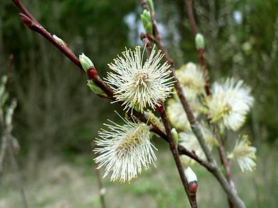 Salix acutifolia