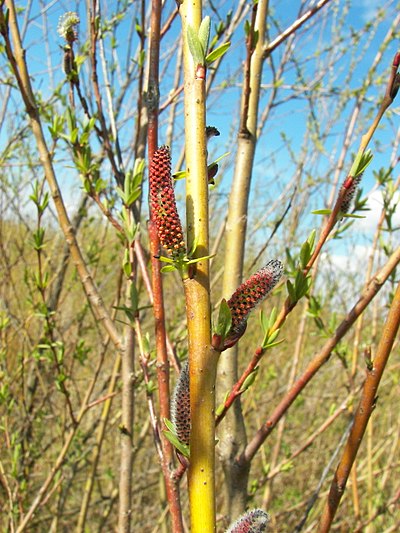 Salix purpurea