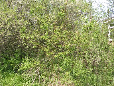 Salix sachalinensis