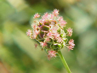 Sanguisorba minor