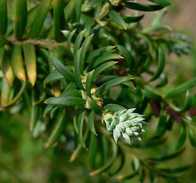 Saxegothaea conspicua