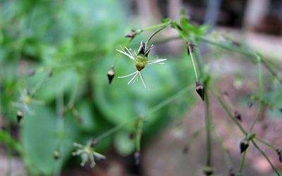 Schiedea membranacea