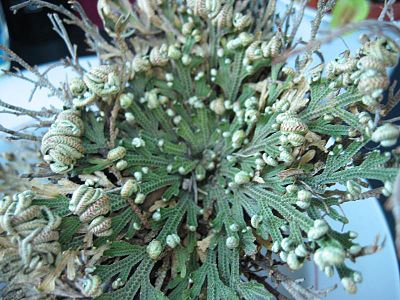 Selaginella lepidophylla