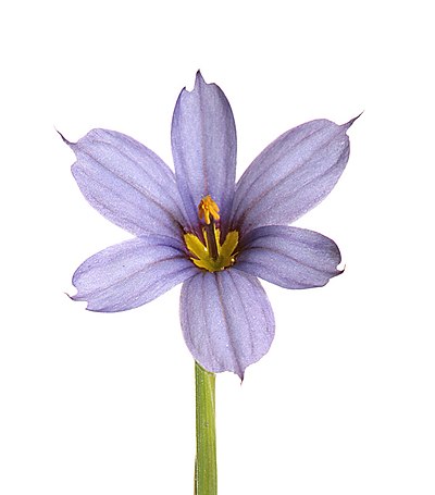 Sisyrinchium angustifolium