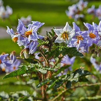 Solanum sisymbriifolium