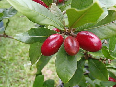 Synsepalum dulcificum