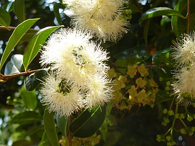 Syzygium paniculatum