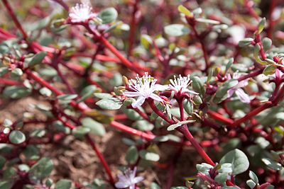 Trianthema portulacastrum