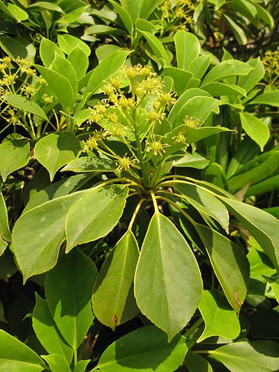 Trochodendron aralioides