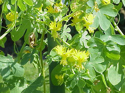 Tropaeolum peregrinum