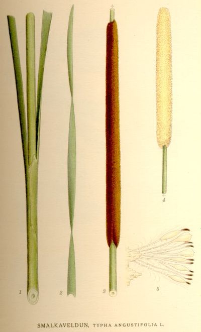 Typha angustifolia