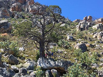 Widdringtonia cedarbergensis