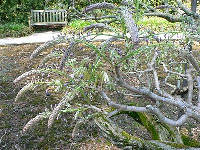 Wisteria floribunda