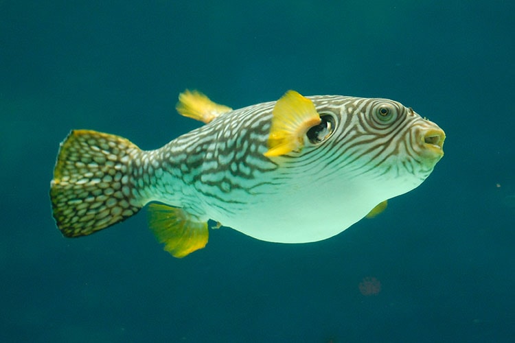 Fish image.