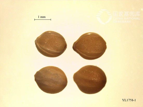 库编号:CNGB2013SIBVGS1758