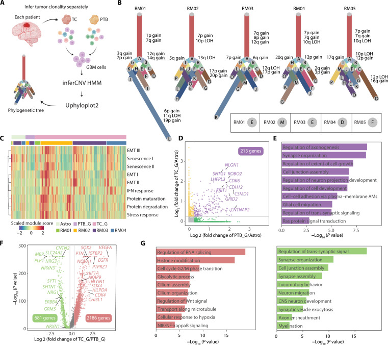 Single-cell multi-omics sequencing uncovers region-specific plasticity of glioblastoma for complementary therapeutic targeting