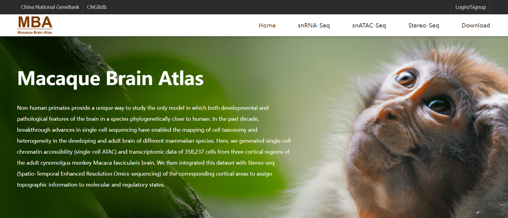 MBA: Macaque brain atlas