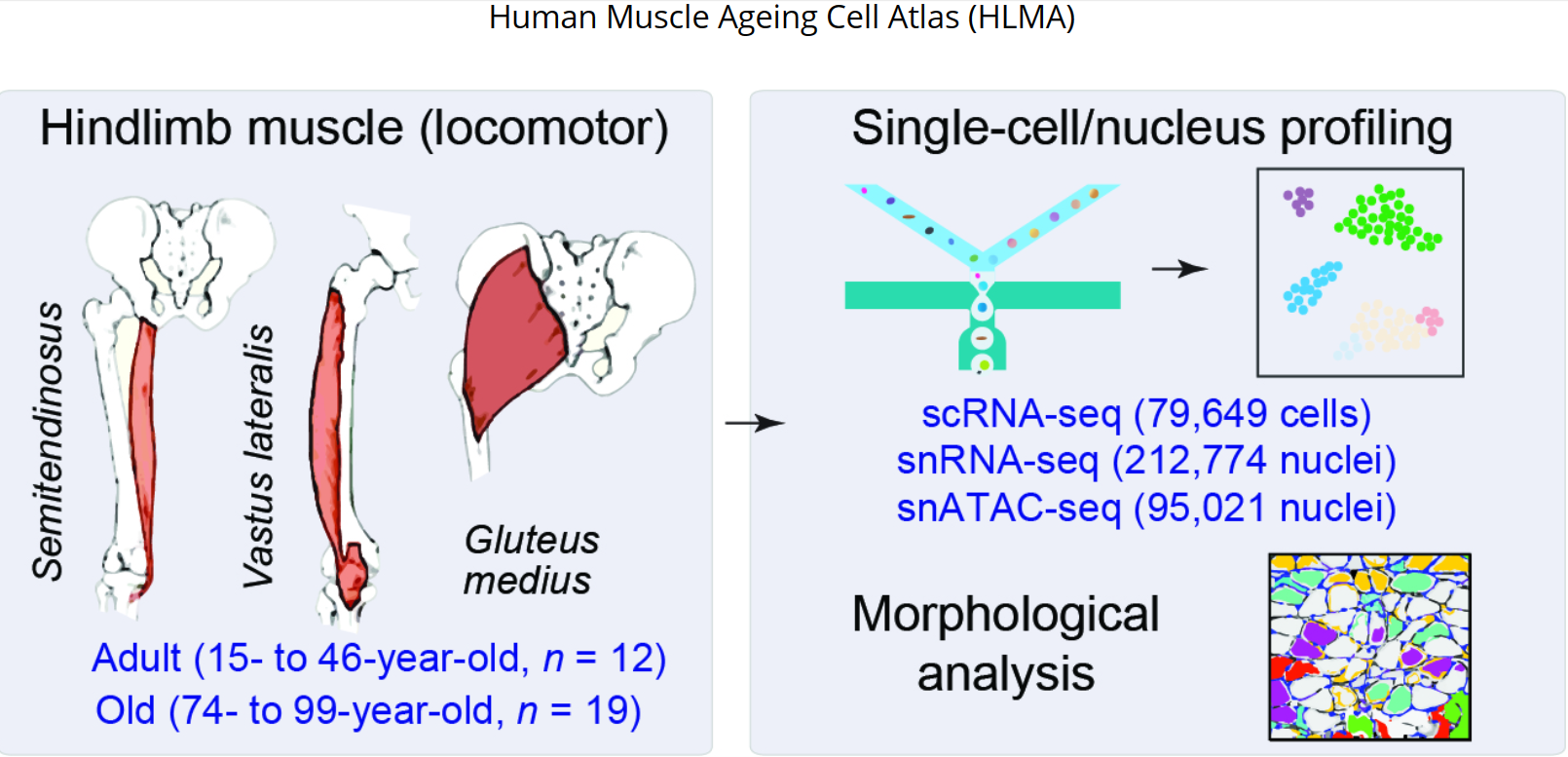 Human Muscle Ageing Cell Atlas (HLMA)