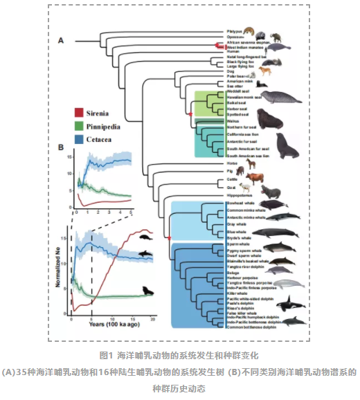 PNAS发表海洋哺乳动物演化研究重要成果-2.png