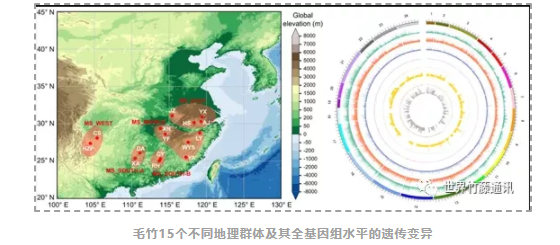 中国在竹子群体遗传研究方面取得重要突破！-3.png