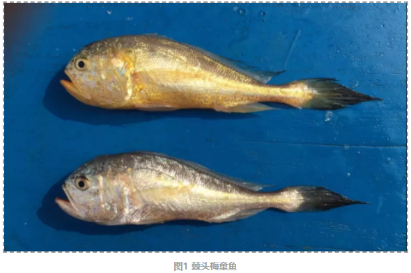 棘头梅童鱼染色体级别基因组图谱-2.png