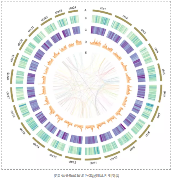 棘头梅童鱼染色体级别基因组图谱-3.png