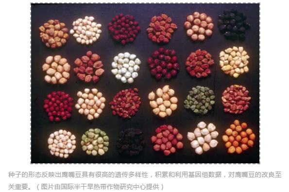 全球3,366 份鹰嘴豆种质的遗传变异图谱-2.png