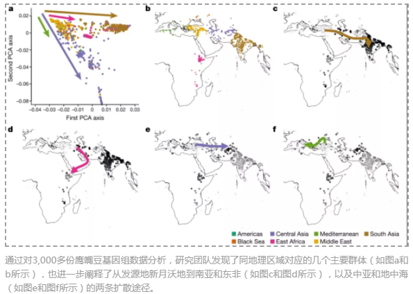 全球3,366 份鹰嘴豆种质的遗传变异图谱-4.png