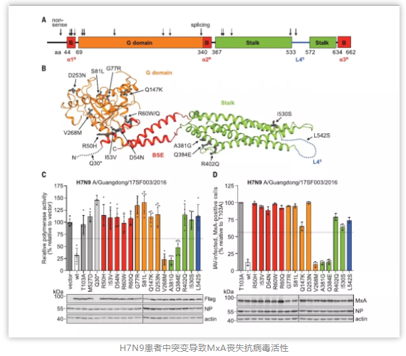 MX1罕见变异增加人类对H7N9病毒易感性-2.png