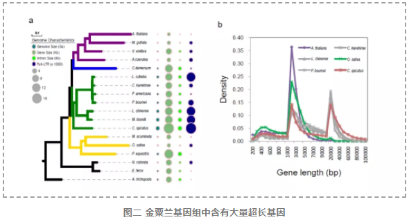 金粟兰基因组解析核心被子植物五大类群系统发育关系-3.png