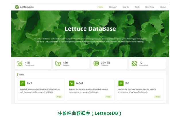 LettuceDB-1.png