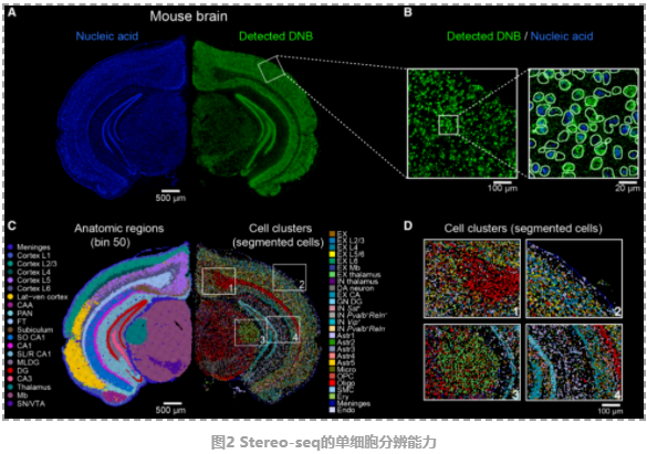小鼠胚胎发育图谱-4.png