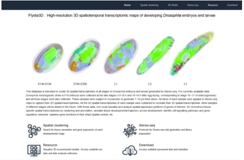 果蝇胚胎和幼虫的3D时空图谱-2.png