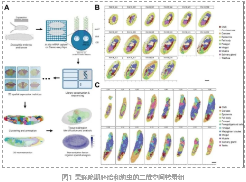 果蝇胚胎和幼虫的3D时空图谱-3.png
