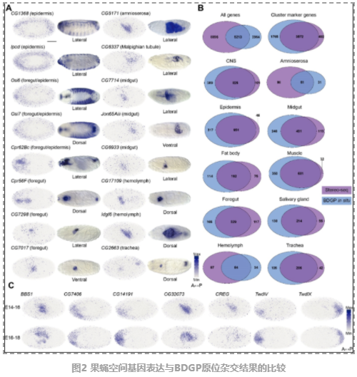 果蝇胚胎和幼虫的3D时空图谱-4.png
