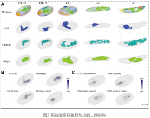果蝇胚胎和幼虫的3D时空图谱-5.png