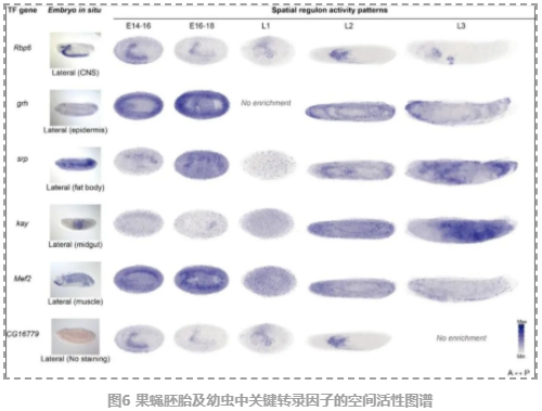 果蝇胚胎和幼虫的3D时空图谱-8.png