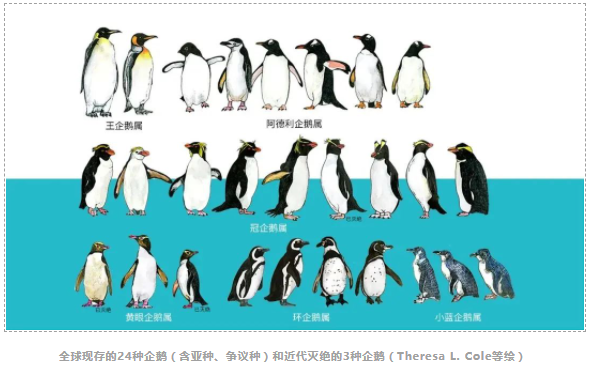 中国科学家领衔中外联合团队揭示企鹅演化历程与适应环境的“基因秘诀”-2.png