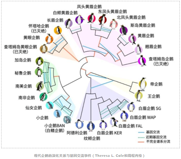 中国科学家领衔中外联合团队揭示企鹅演化历程与适应环境的“基因秘诀”-3.png