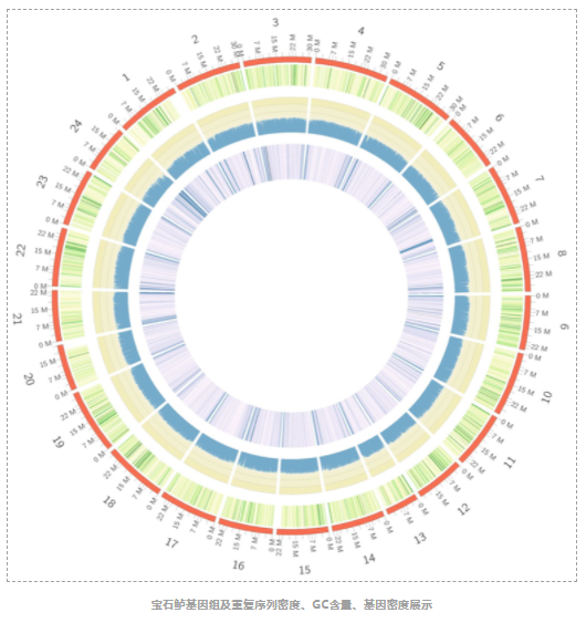 宝石鲈基因组染色体图谱-3.png