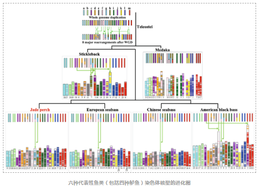 宝石鲈基因组染色体图谱-5.png