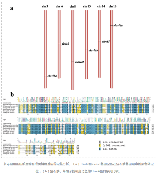 宝石鲈基因组染色体图谱-6.png