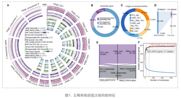 华中农业大学玉米团队构建玉蜀黍属超级泛基因组图谱-2.png