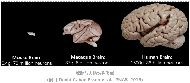 猕猴大脑皮层多组学细胞图谱-3.png